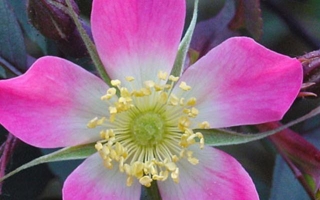 Pianti E Fiori. La Rosa: Le Rose Botaniche