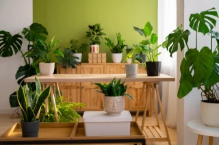 10 Best Summer House Plants For Your Home