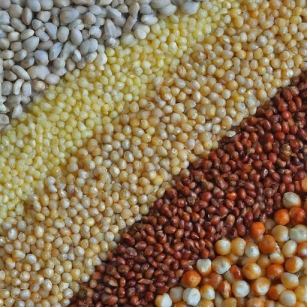 Millet Misconceptions Debunked: Unwrapping The Facts About This Super Grain