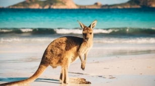 Crazy Deal To Australia $200's Round Trip *Melbourne & Sydney