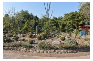 Discovering The Cactus Garden Chandigarh: A Unique Botanical Experience