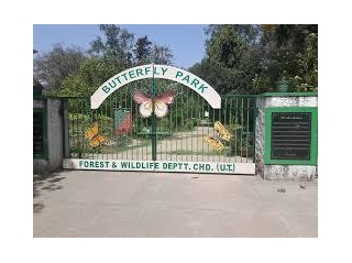 Discover The Enchanting Butterfly Park In Chandigarh