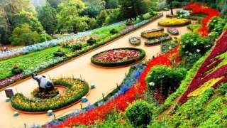 The Enchanting Rose Garden Of Chandigarh: A Floral Wonderland