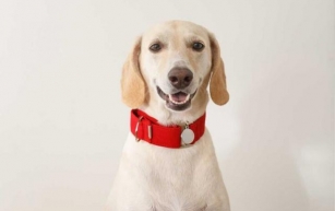 Dog Harness vs. Dog Collar: Which is Best for Your Dog?