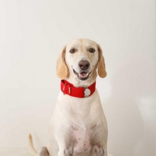 Dog Harness Vs. Dog Collar: Which Is Best For Your Dog?