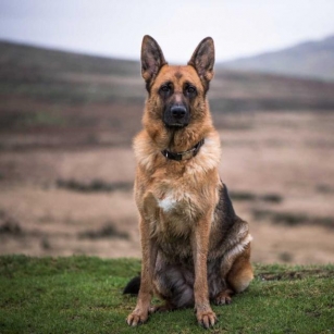 Everything You Need To Know About German Shepherd