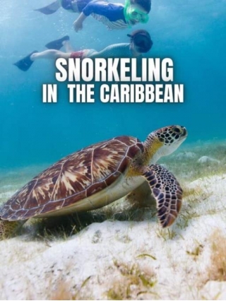 Snorkeling In The CARIBBEAN
