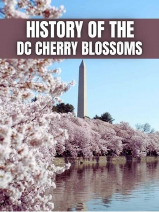 INTERESTING History Of The Washington, DC Cherry Blossoms