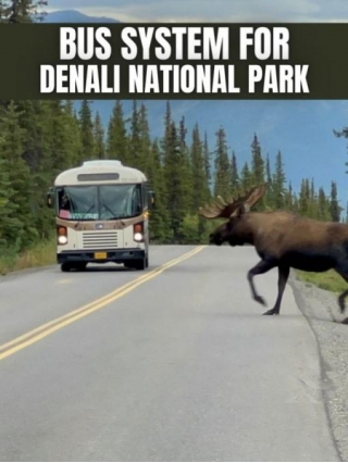 UNDERSTANDING The Bus System For Denali National Park