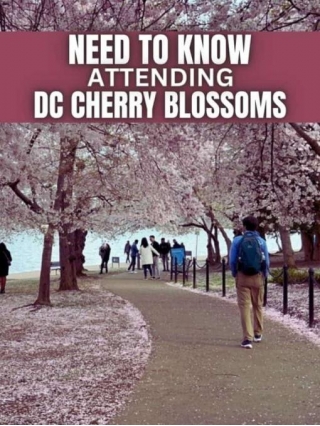 WHAT You Need To Know About DC Cherry Blossoms