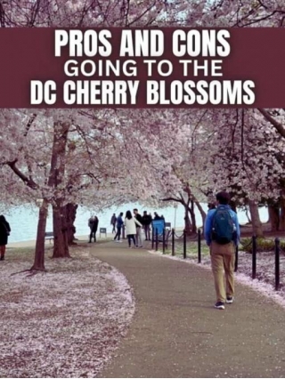 PROS AND CONS Going To The DC Cherry Blossoms