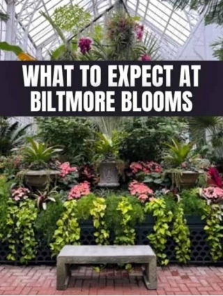 What To EXPECT At The Biltmore Blooms