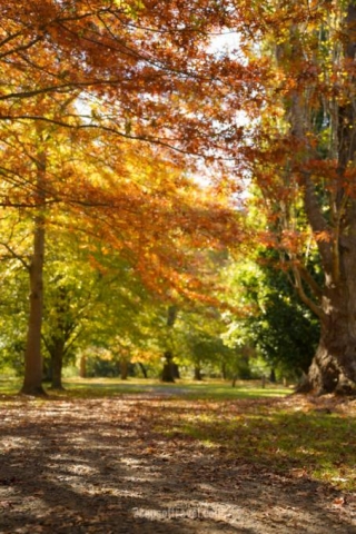 Looking For Autumn Day Trips? Consider Mount Macedon!