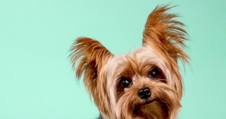 Robber Stabs Man, Steals His Dog In Chelsea