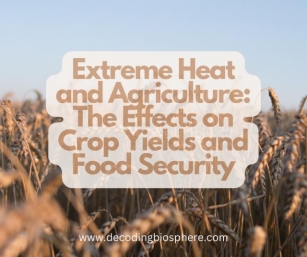 The Impact Of Extreme Heat On Crop Yields And Food Security