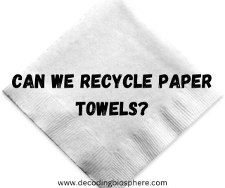 Can We Recycle Paper Towels?