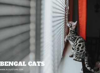 Why Are Bengal Cats So Special?