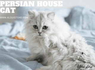 Persian House Cat Care Guide & Personality Traits