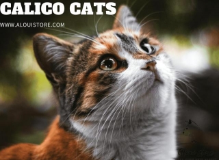 The Enigmatic Beauty Of Calico Cats