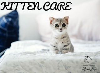 Basic Kitten Care Tips