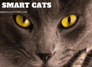 Smart Cats: Unraveling The Mysteries Of Feline Intelligence