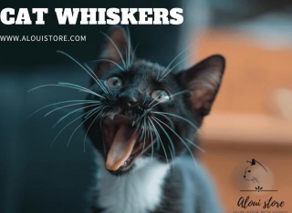 Investigating The Intriguing World Of Cat Whiskers Through Scientific Research