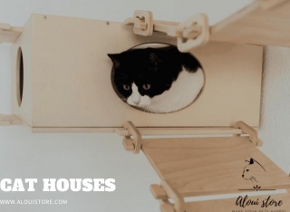 Are Cat Houses Good For Cats?