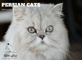 Are Persian Cats Calm ? Exploring The Temperament Of Persian Cats