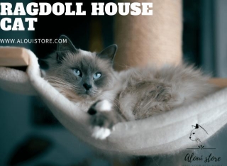 Ragdoll House Cat Care: Tips And Breed Information