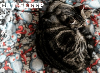 Cats Sleep: Unraveling The Mysteries Of Feline Slumber