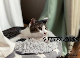 Kitten Care: Creating A Stimulating Environment For Your Curious Kitten