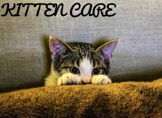 Everything You Need To Know About Kitten Care