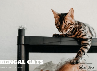 Is A Bengal Cat Friendly?