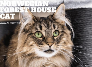 Norwegian Forest House Cat: Majestic Pet Guide
