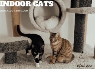 Which Breed Of Cat Is Best For Indoor Use?