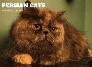 What Is The Rarest Color Of Persian Cats?