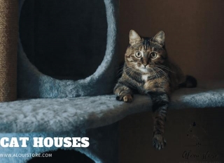 What Is A Cat House Called?