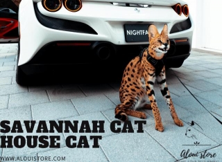 Savannah Cat House Cat: Ideal Hybrid Companion