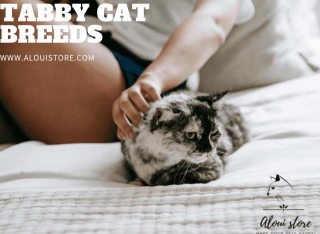 Exploring Tabby Cat Breeds: Everything You Need To Know