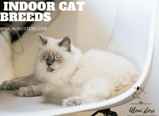 Discovering The Friendliest Indoor Cat Breeds: Which One Is Right For You?