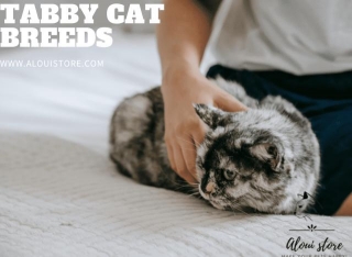 Tabby Cat Breeds: Understanding Different Varieties Of These Adorable Felines