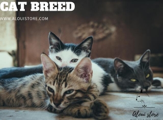 What Is The Most Common Type Of Cat Breed?