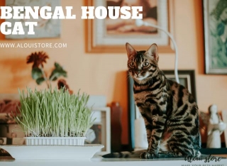 Bengal House Cat Guide: Care & Personality Traits