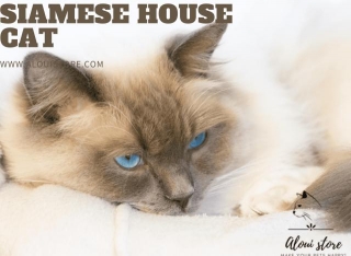 Siamese House Cat Guide: Care & Personality Traits