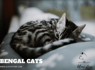Are Bengal Cats Good Housemates?
