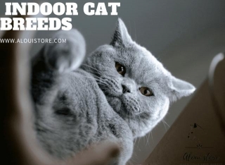 Indoor Cats Unleashed: A Comprehensive Guide To Happy And Healthy Indoor Living