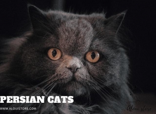 What Is The Personality Of A Persian Cat?