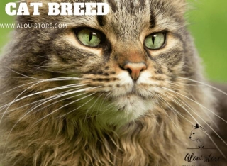 Cat Breed: Exploring The Fascinating Realm Of Feline Diversity