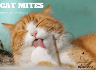 The Lowdown On Cat Mites: Tiny Troublemakers And How To Deal With Them