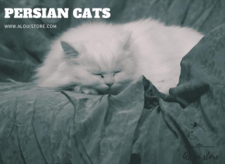 What Breed Are My Persian Cats?
